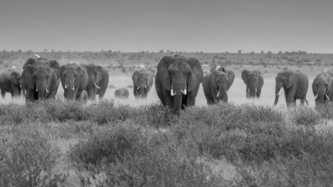 Foto Tipps Fur Schlechtwetter Shootings Africa S Photographer Of The Year