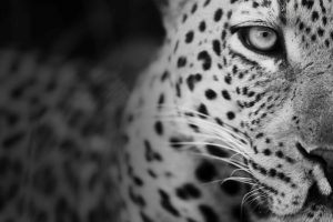 Schwarz-Weiß Aufnahme eines Leopard