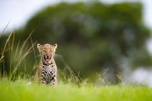 Petit léopard dans l'herbe, une des photos de léopard d'APOTY 2018