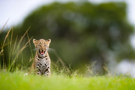 A young leopard in the grass