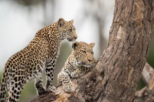 Zwei Leoparden auf einem Baum 