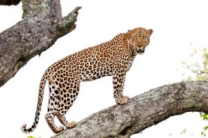 Leopard auf einem Ast 