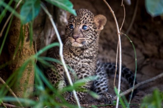 A leopard cub hiding in a bush