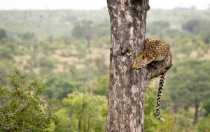 Leopard hält Ausschau auf einem Baum 