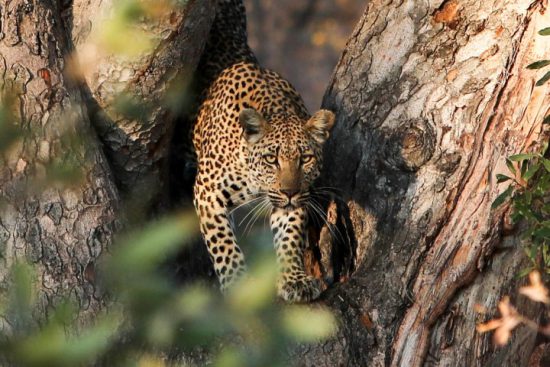 A leopard climbing through a tree 