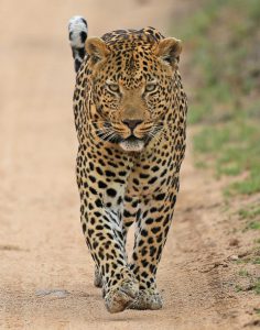 A lone leopard walking along the road 
