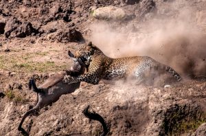 Léopard chassant un gnou, une des photos de léopard d'APOTY 2018