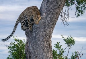 leopard stuck on a tree