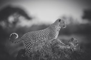 Léoparde et son petit en noir et blanc, une des photos de léopard d'APOTY 2018