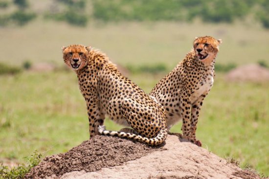 Two cheetahs catching their breath on a rock 