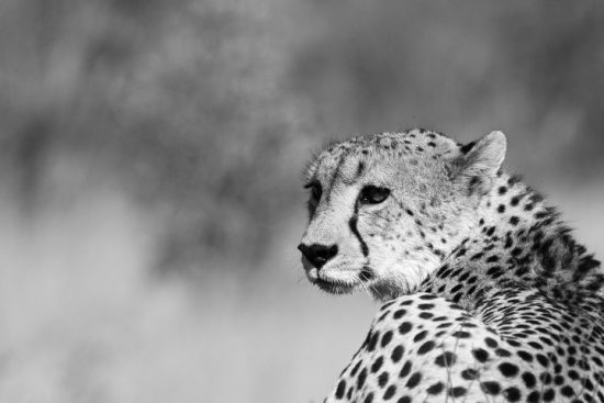 A black and white portrait of a cheetah 