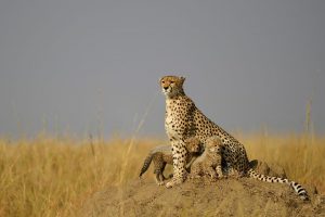 Gepard mit ihren Jungen in der Savanne