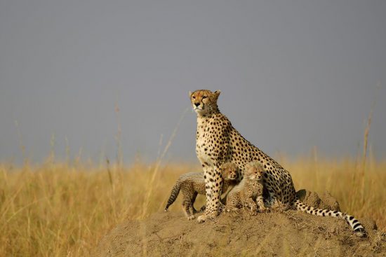A leopard protecting her cubs on a mound amidst long grass