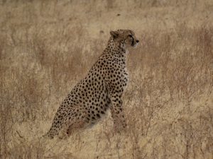 Gepard im hohen Gras der Savanne