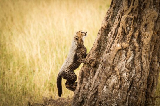 A young cheetah trying to climb a tree