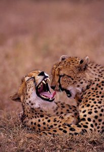 Two leopards enjoying a cat nap 
