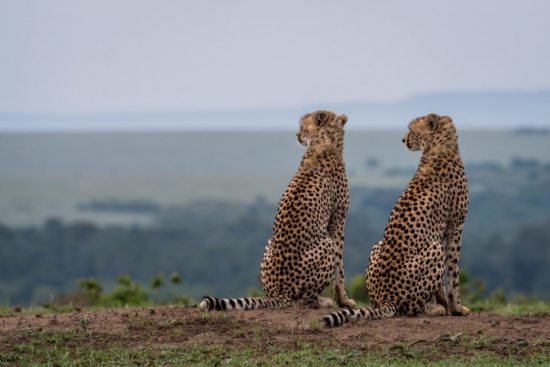 Two leopards surveying their surroundings 