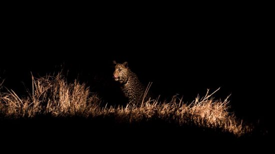 A leopard sitting in the long grass