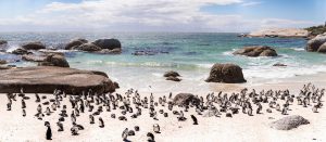 Cape penguins Boulders Beach