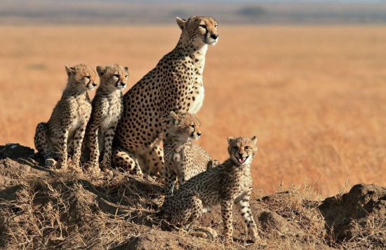 A cheetah surrounded by cubs
