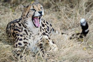Guépard royal baillant, une de nos photos de guépards préférées