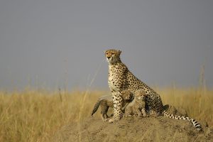 Maman guépard protégeant ses petits, une de nos photos de guépards préférées