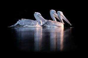 Portrait de trois pélicans blancs dans l'eau