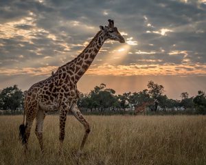 Eine Giraffe trabt durch die afrikansiche Savanne 