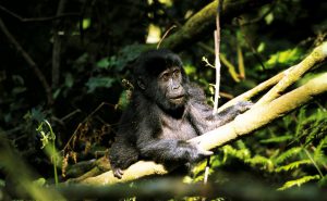 Gorillababy im dichten Dschungel