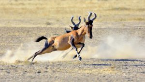 Antilope im Sprint 