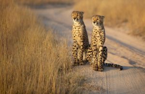 Zwei Geparden auf einer Straße in Afrika 