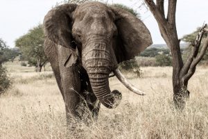 Elefant im hohen Steppengras bei einer Safari in Afrika 