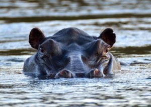 Ein Nilpferd taucht in einem Flussbett auf