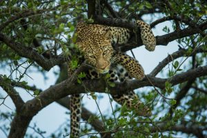 Leopard auf einem Baum in Afrika 