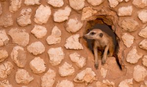 Meerkatze lehnt sich aus einer kleinen Höhle 