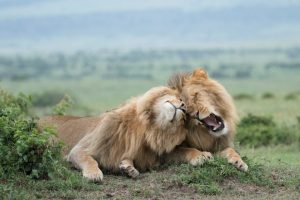 Ein Löwenpärchen schmiegt ihre Köpfe aneinander