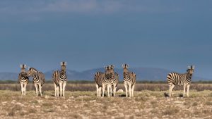 Zebraherden bei einer Safari in Afrika 