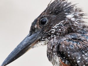 An African kingfisher up close in the African bush