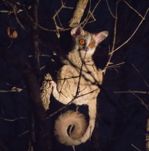 A bushbaby sits in a tree in the African bush