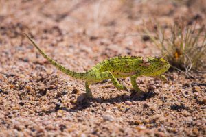 A spotted chameleon in the African bush
