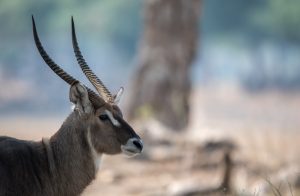 A waterbuck in the African bush