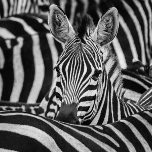 Africa's Photographer of the Year Photography : safari photo, les indispensables. 