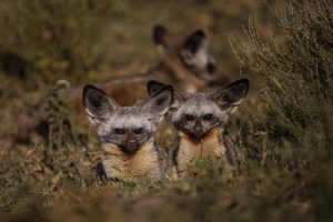 A pack of bat-eared foxes in the African bush