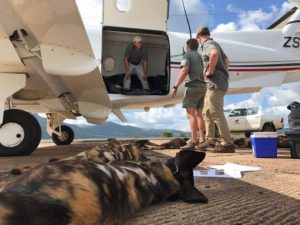 Afrikanische Windhunde werden mit einem Flugzeug umgesiedelt