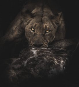 Lionne dans les ténèbres, une de nos photos de félins préférées