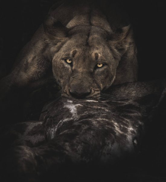 Löwin frisst Beute in der Dunkelheit