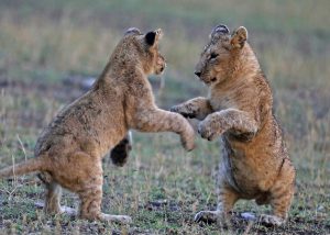 Lionceaux dansant, une de nos photos de félins préférées