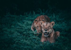 Two lionnesses in the grass