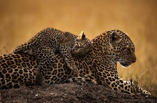 Mère léopard et son petit sur son dos