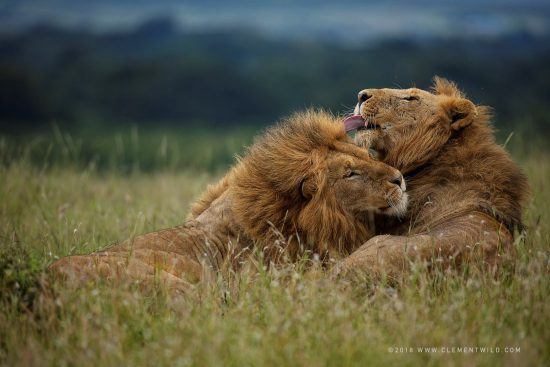 Deux lions s'embrassant dans la savane en Afrique - conseils photo safari de Clement Kiragu